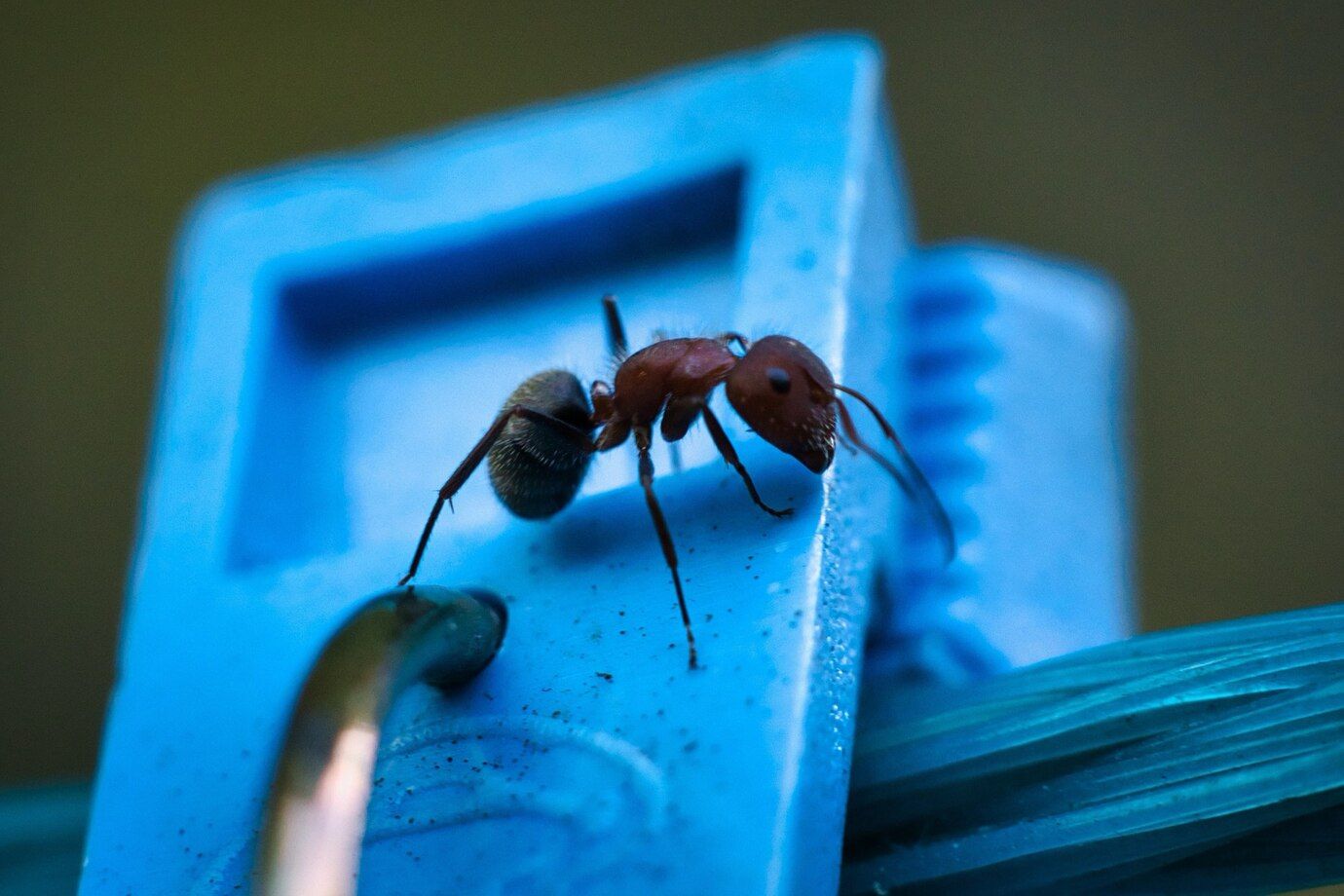 closeup-ant-blue-colored-surface_181624-44423.jpg