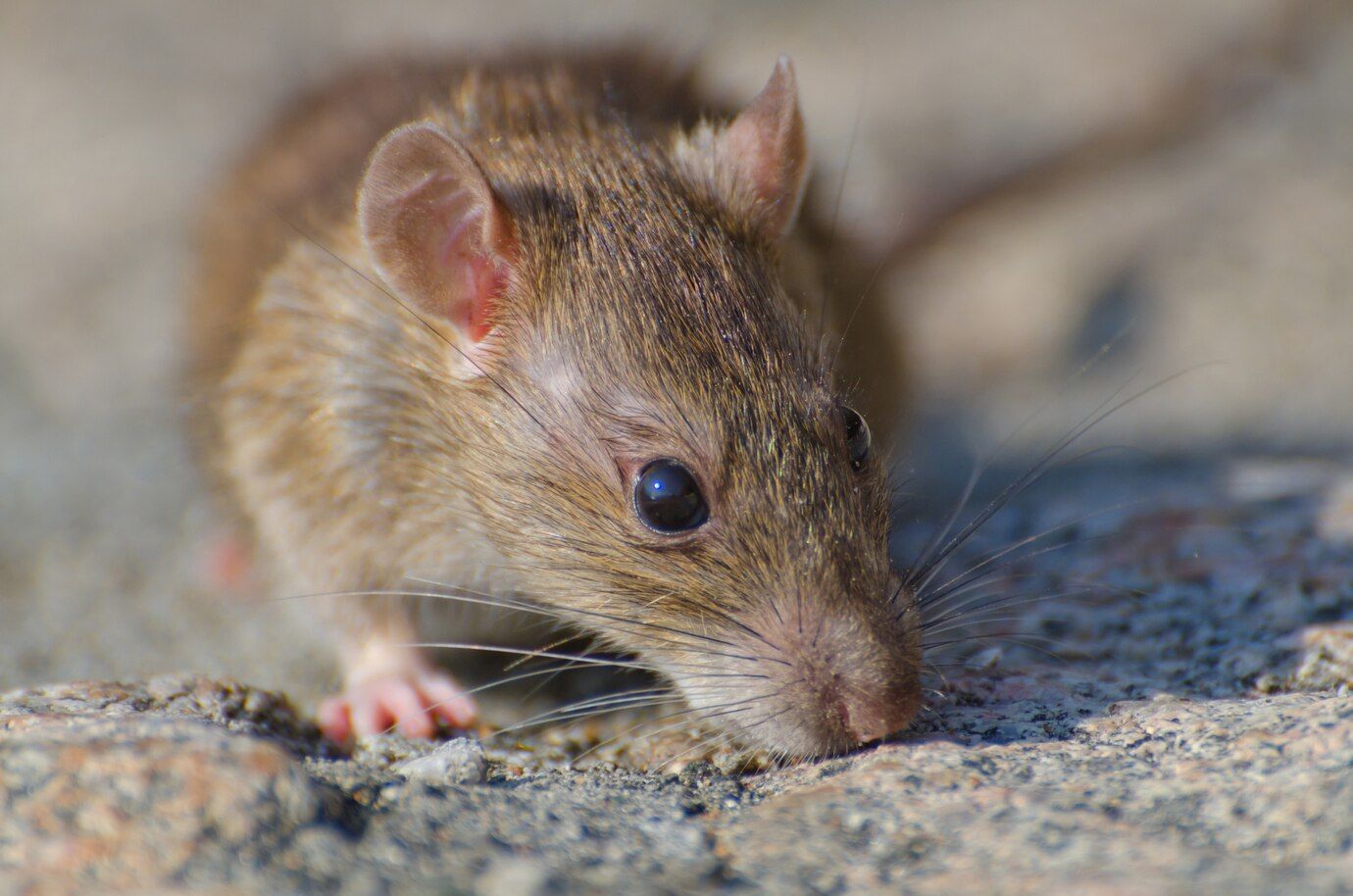 closeup-selective-focus-shot-brown-rat-concrete-ground_181624-20074.jpg