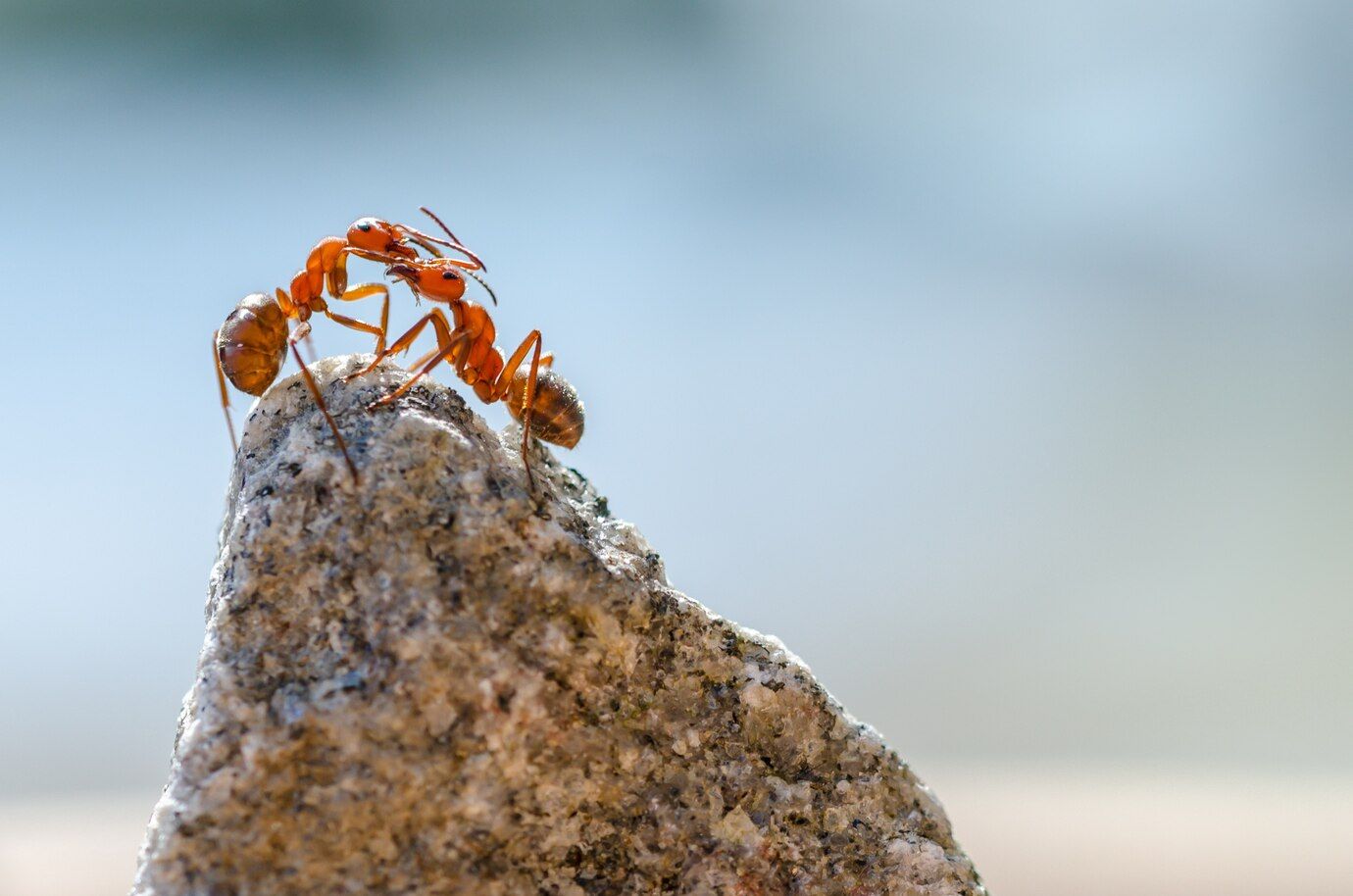 closeup-shot-ants-stone_181624-20108.jpg